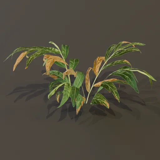 Alpania Galanga Small