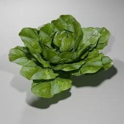 Lettuce