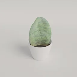 Snake plant