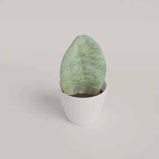 Snake plant