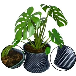 Monstera Plant