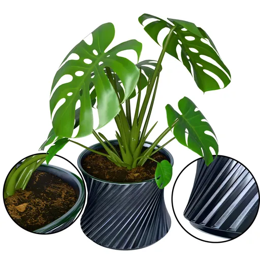 Monstera Plant
