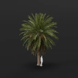 Date Palm Tree Med