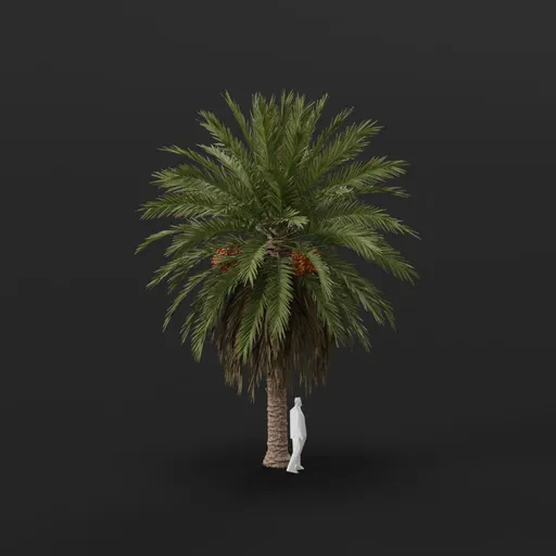 Date Palm Tree Med