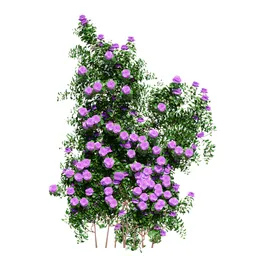 Climbing Roses Wall Grow Purple