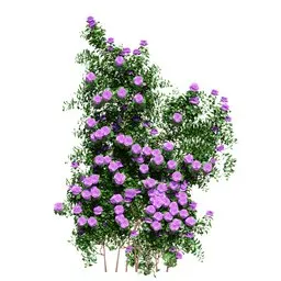 Climbing Roses Wall Grow Purple