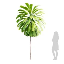 Detailed 3.3m high Palm Lily 3D model with 4K textures for Blender, showcasing clean quad mesh topology.