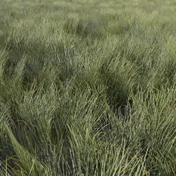 Grass Generic Medium