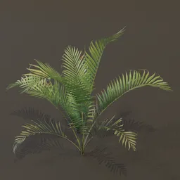 Small Palm Med