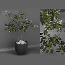 "Indoor Nature 3D Model of a Ficus Macrophylla Plant with Separate Materials for Back and Top of Leaves, Rendered in Redshift for Photorealism - optimized for Blender 3D".