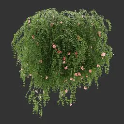 Wall Hanging Plant