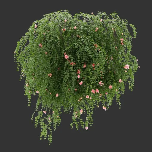 Wall Hanging Plant
