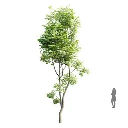 High-quality 16.5m Blender 3D model of a Hazel tree with clean quad mesh and 4K textures, ideal for realistic rendering.
