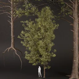 SJ-Mountain big Pine Tree