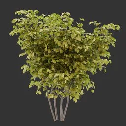 Bush Autumn Plant