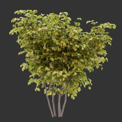 Bush Autumn Plant