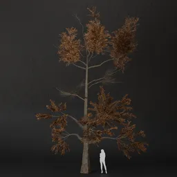 SJ-dry forest pine tree