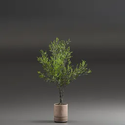 Indoor Plant Olive