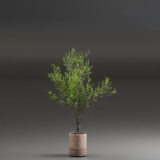 Indoor Plant Olive