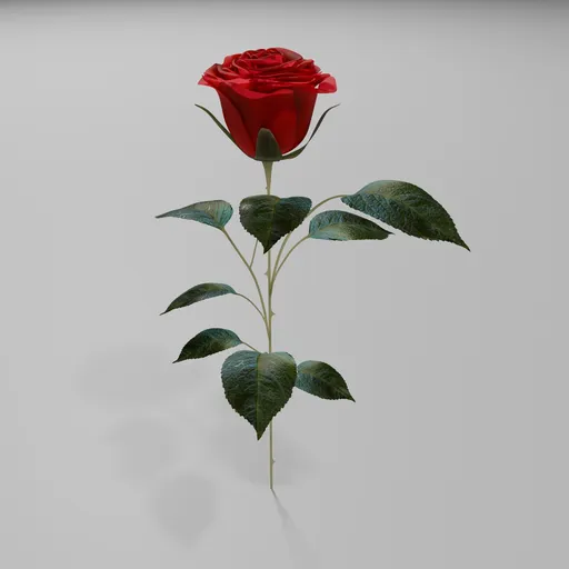 Red Rose