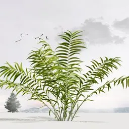 Salacca Edulis WetForest Vegetation