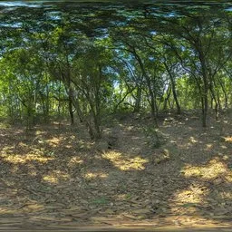 Daytime woods
