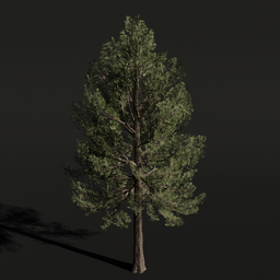Tree PineSiberian b1
