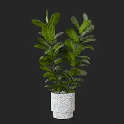 Fiddle Leaf Fig