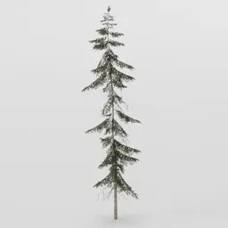 Tall Spruce