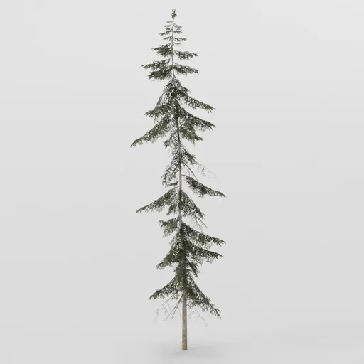 Tall Spruce