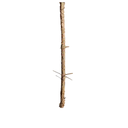 Pinus rigida Trunk