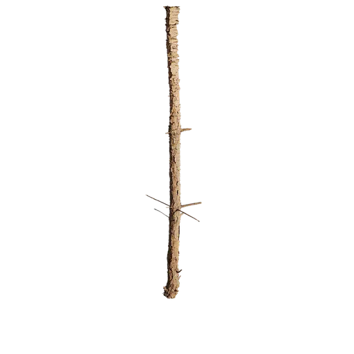 Pinus rigida Trunk