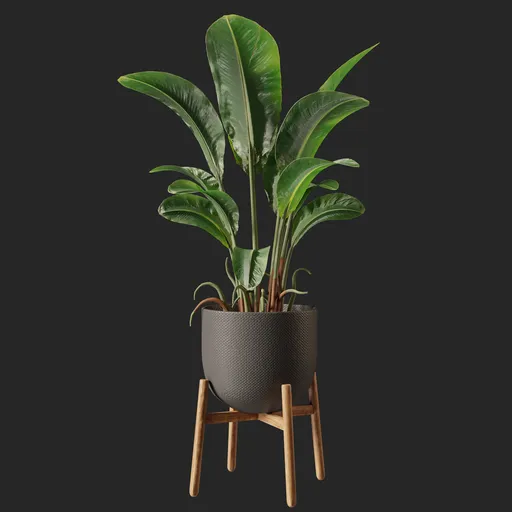 Plant