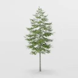 Fir Tree