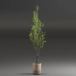 Indoor Plant Olive