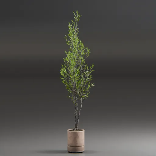 Indoor Plant Olive