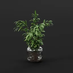 Tropical Green Plant