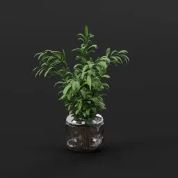 Tropical Green Plant