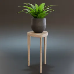 Bird's nest Fern Indoor Plant