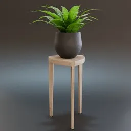 Bird's nest Fern Indoor Plant