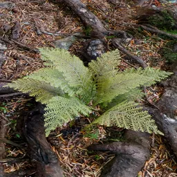 Fern Outdoor Plant