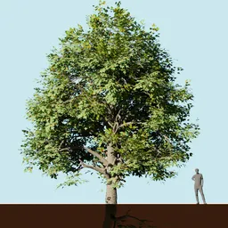 Detailed 3D ahorn tree model showcasing lush foliage, realistic trunk, compatible with Blender mtree addon.