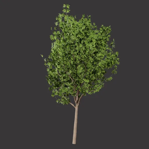 Realistic Green Tree | Trees models | Blendkit