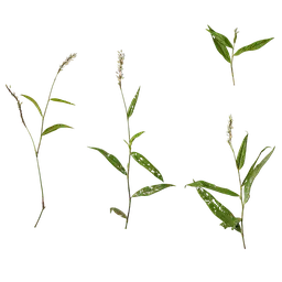 Polygonum amphibium Atlas