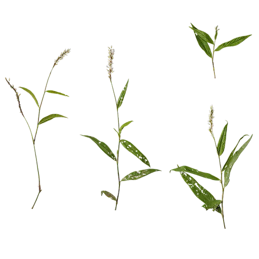 Polygonum amphibium Atlas
