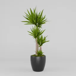 Yucca plant