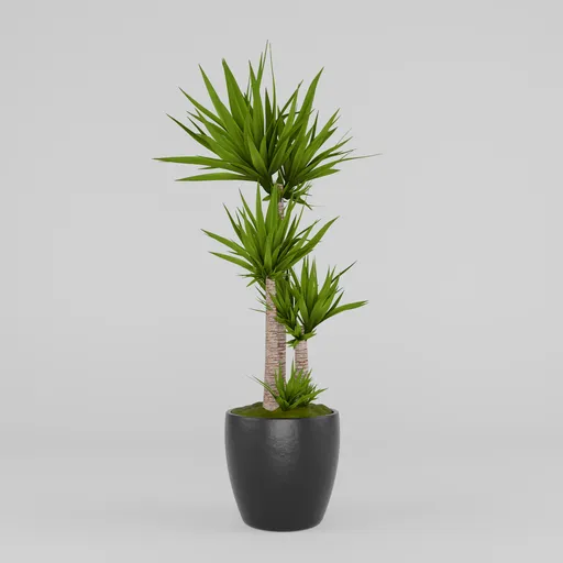 Yucca plant