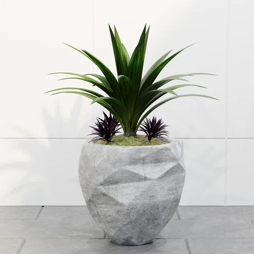 Agave Planter