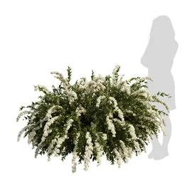 Detailed Spiraea cinerea model with 4K textures for Blender 3D, showcasing realistic foliage and clean quad mesh design.