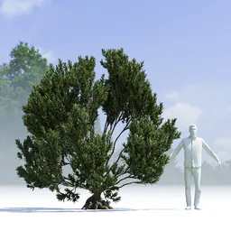 Tree Pinus Mugo